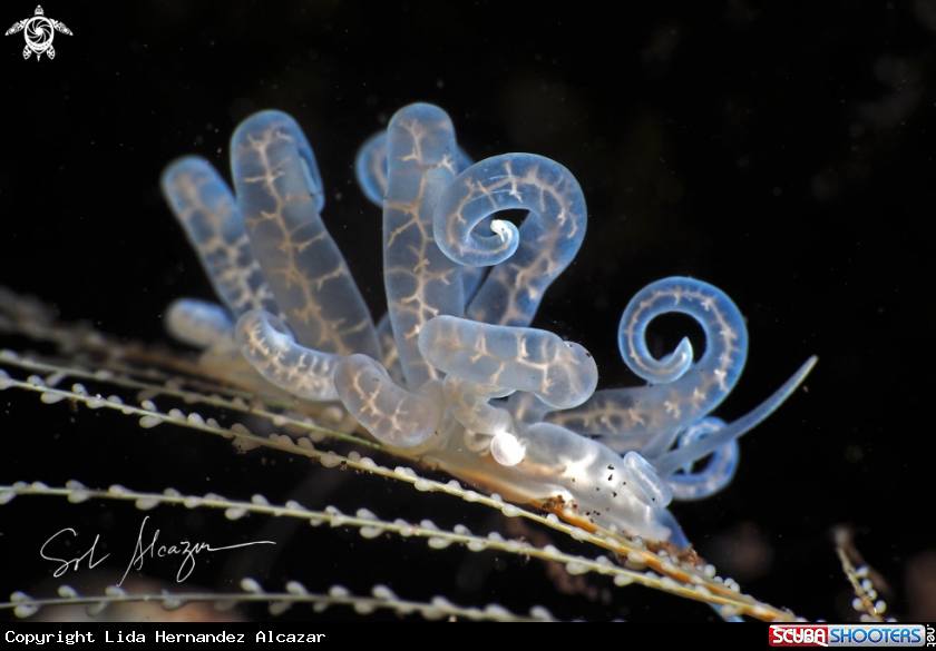 A Phyllodesmium iriomotense