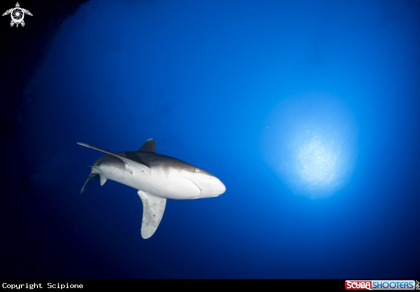 A Longimanus Shark