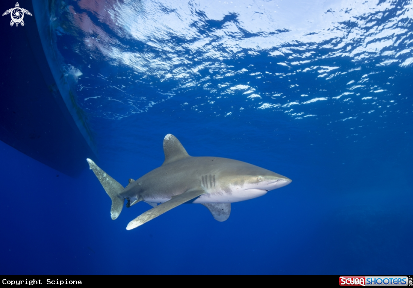 A Longimanus shark