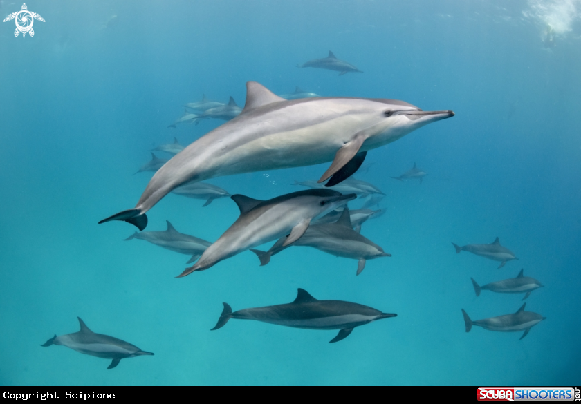 A Dolphins