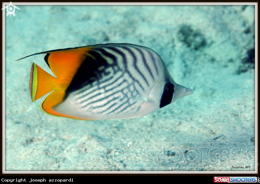 A Threadfin butterflyfish