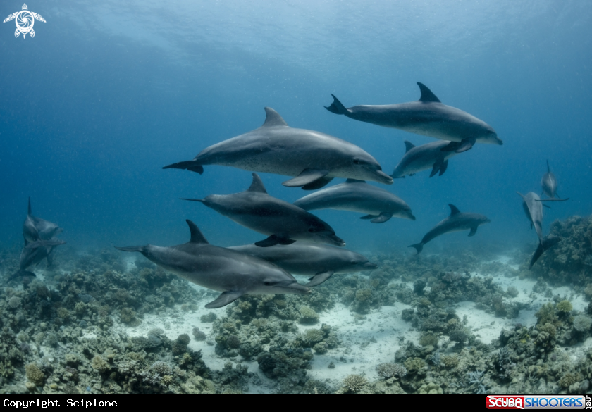 A Dolphins