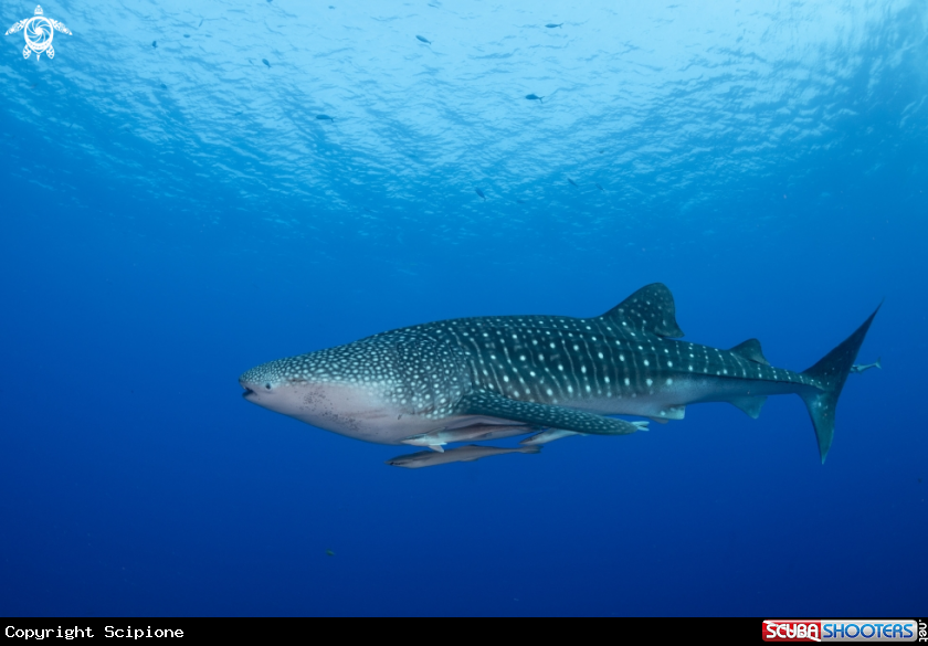 A Whale shark