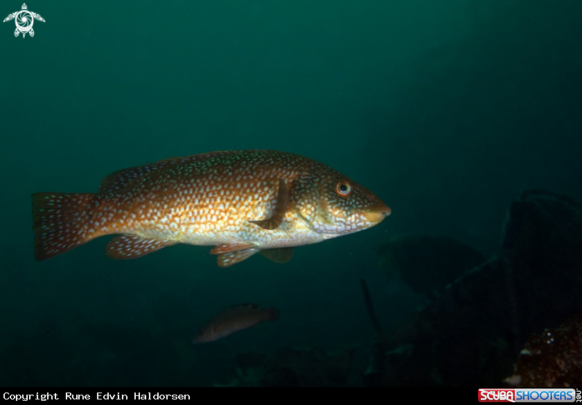 A Ballan wrasse