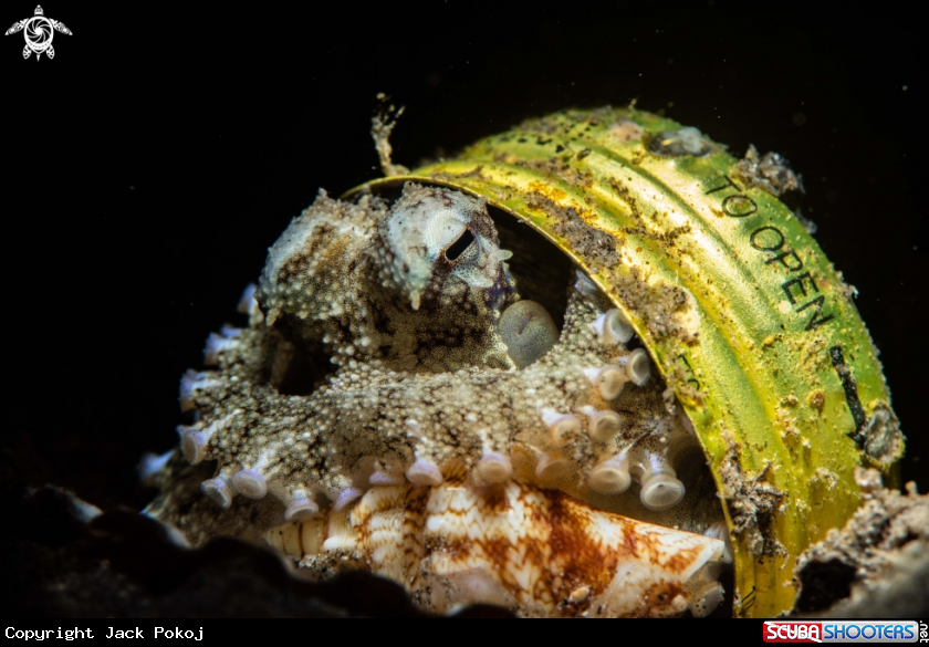 A Coconut octopus