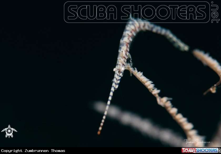A Banded tozeuma Shrimp