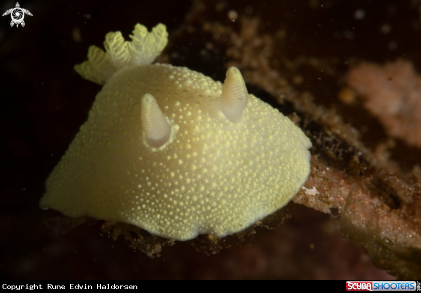 A Cadlina laevis