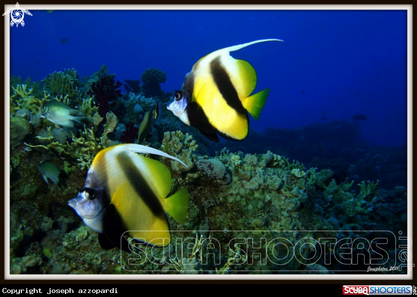 A Moorish idol