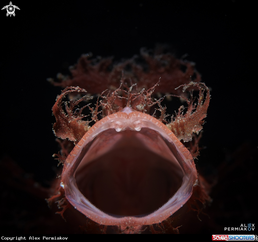 A Rhinopia
