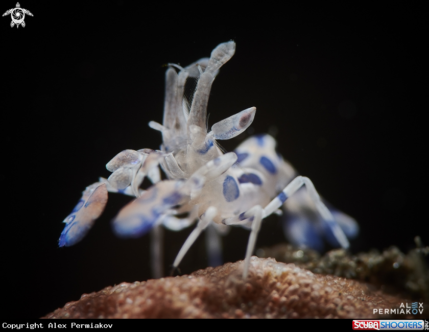 A Harlequin shrimp