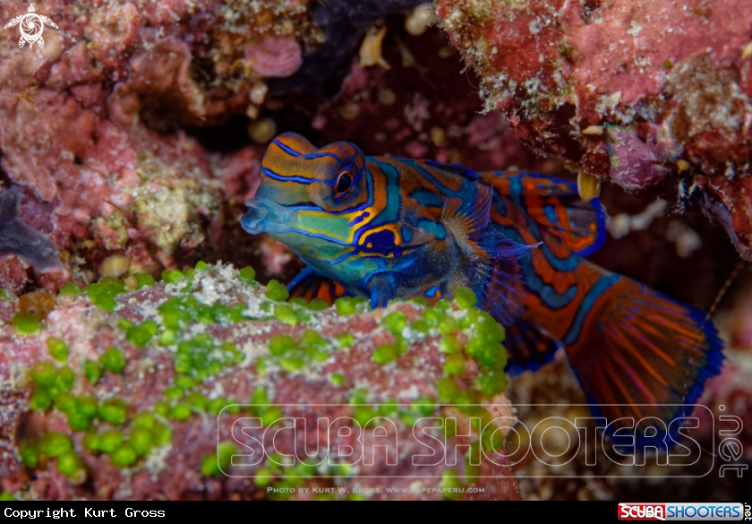 A Mandarinfish, Dragonet