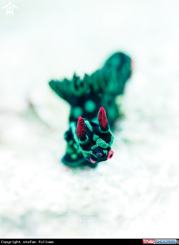 A Nudibranch