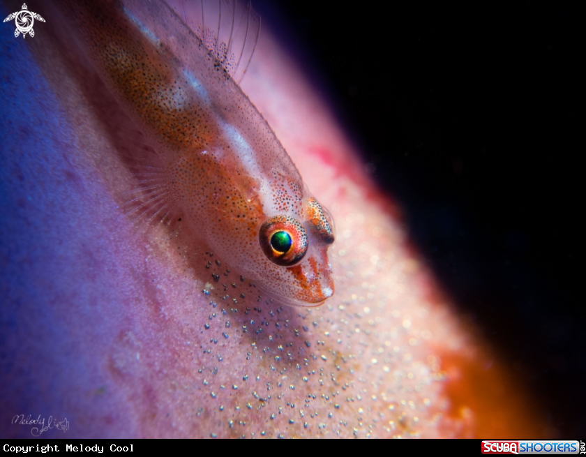 A goby