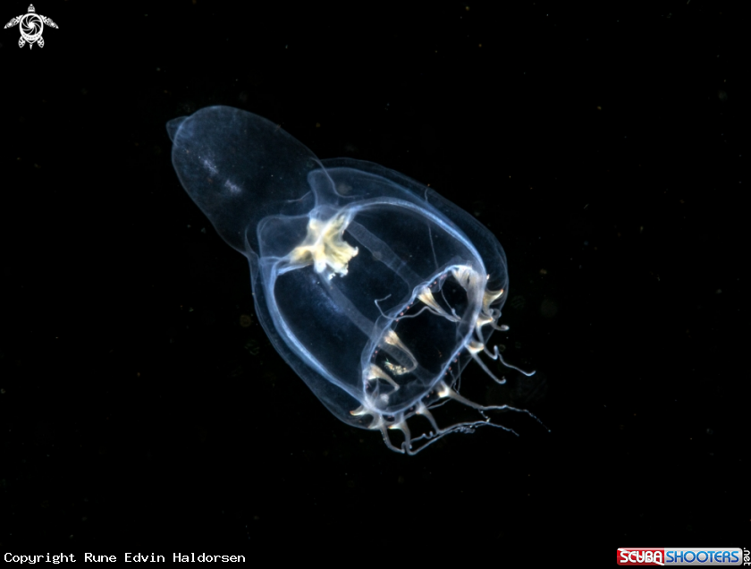 A Hydromedusa
