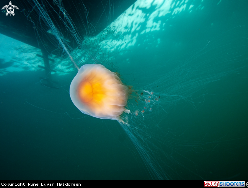 A Lions mane jelly