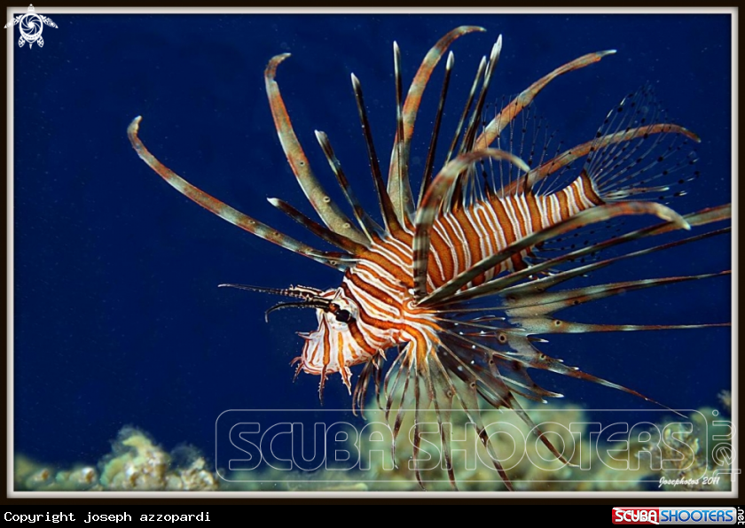 A Common lionfish