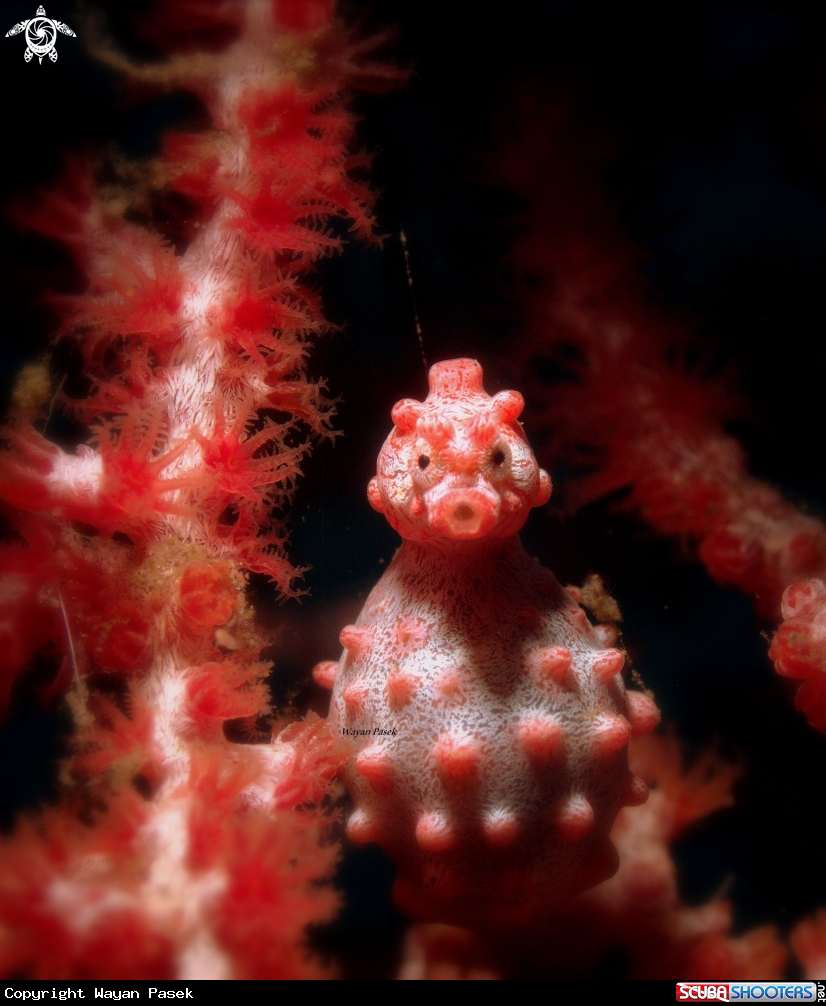A Pygmy  Seahorse