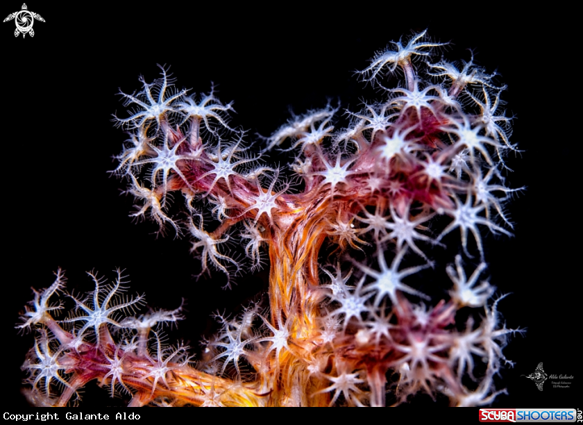 A Soft Coral