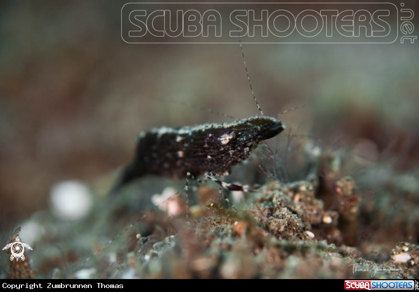 A Shrimp