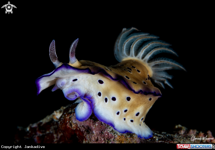 A Nudibranch