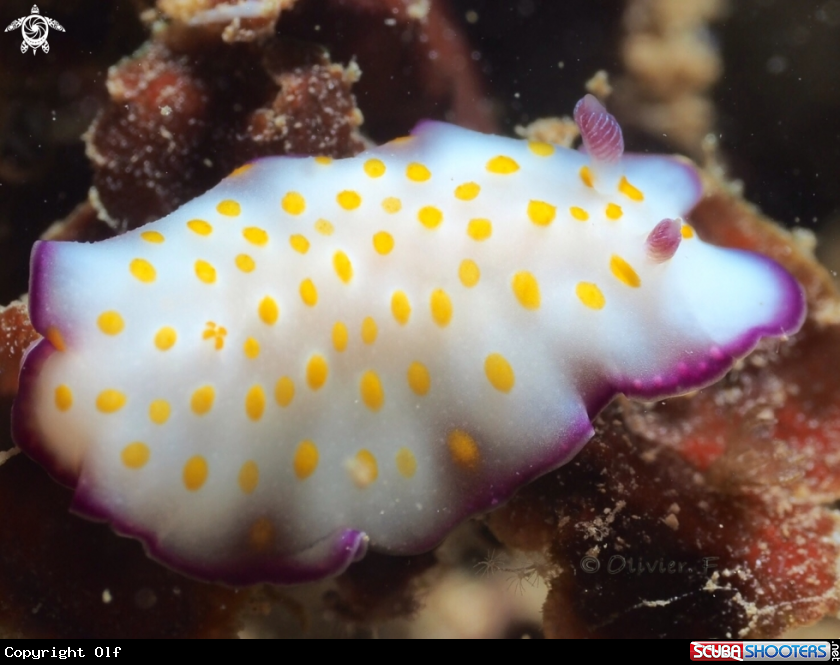 A Hypselodoris pulchella