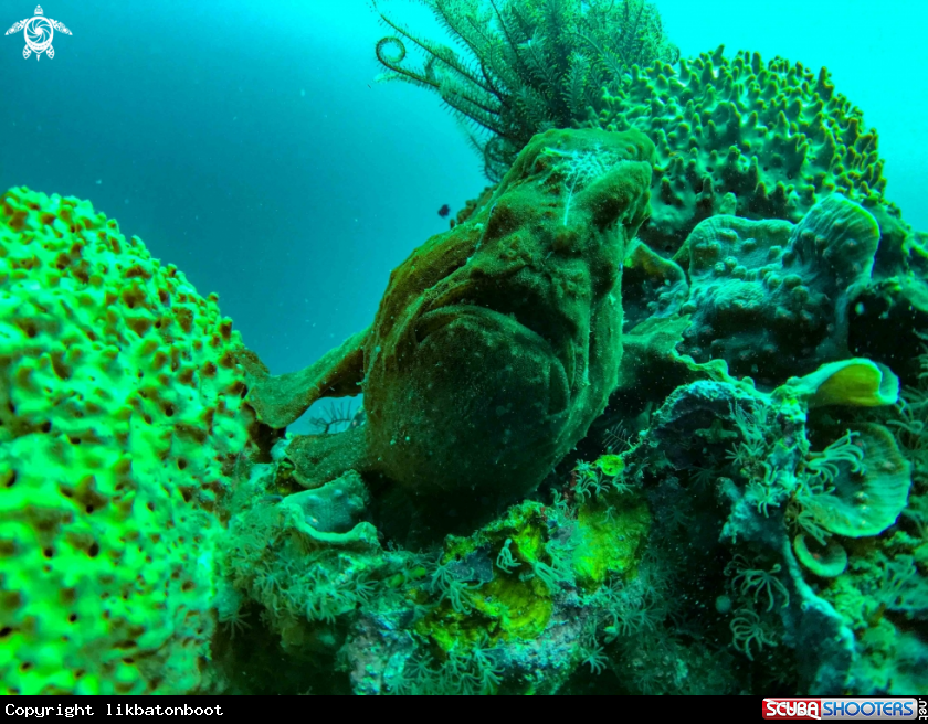 A frogfish