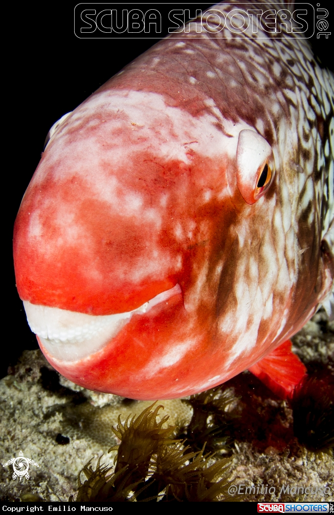 A Parrot Fish