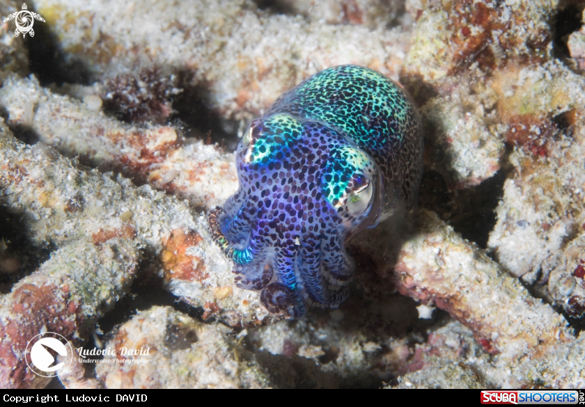 A Berry's Bobtail Squid