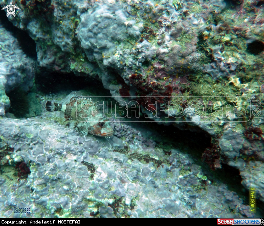 A underwater creature