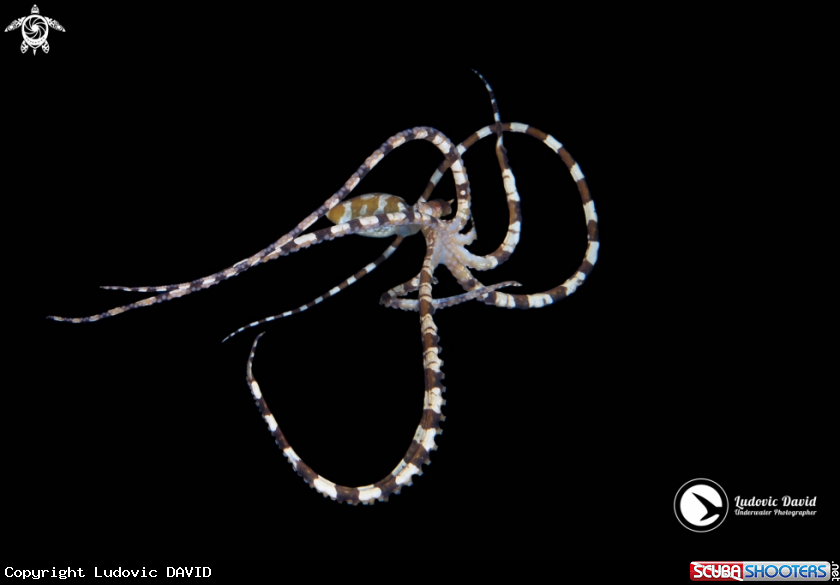 A Wunderpus Octopus