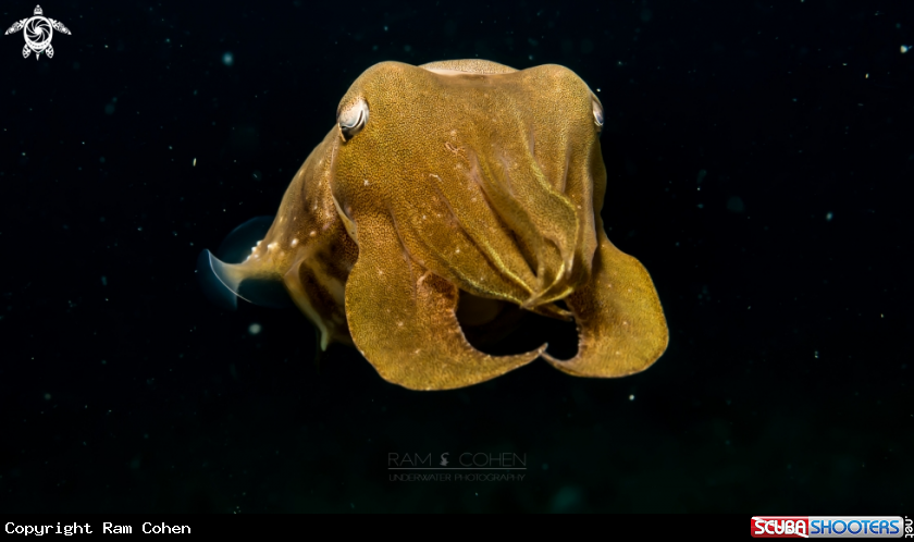 A Cuttlefish