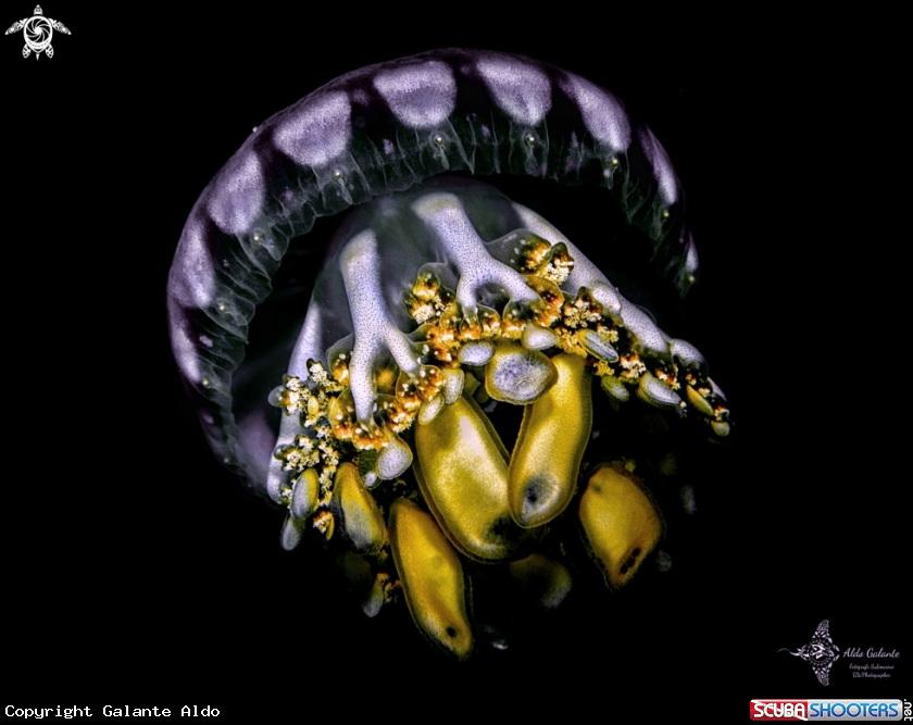 A Jellyfish 
