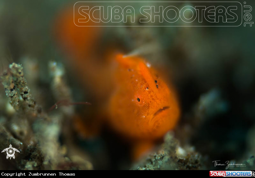 A Frogfish 