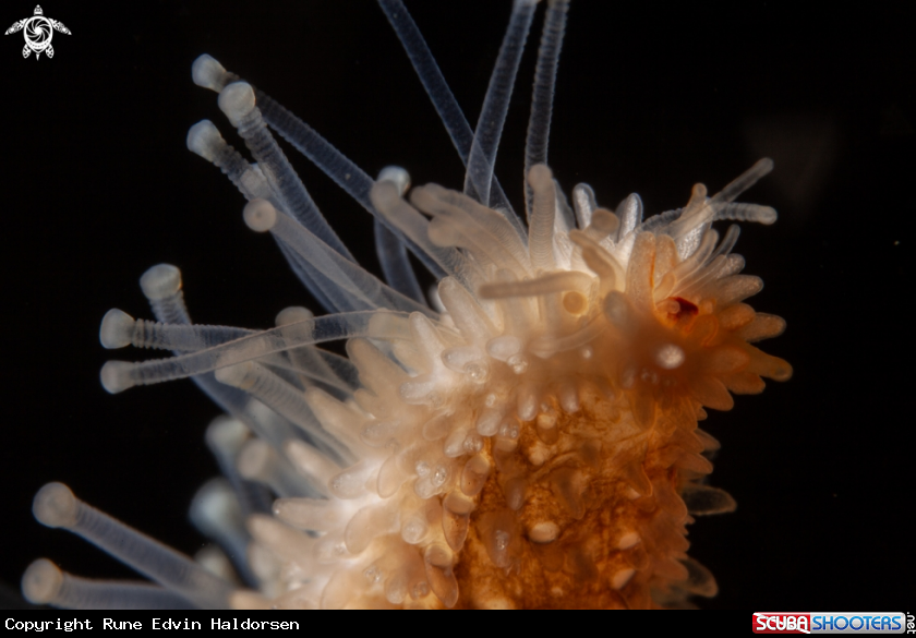 A Sea star