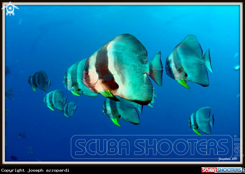 A Longfin spadefish