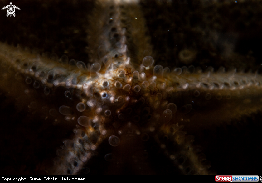 A Sea star