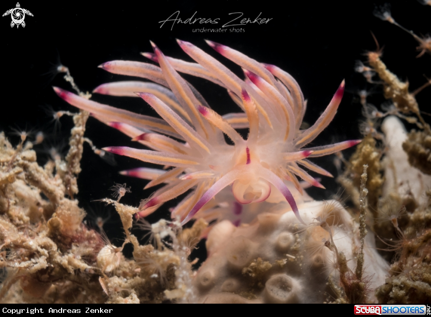 A Flabellina lotos
