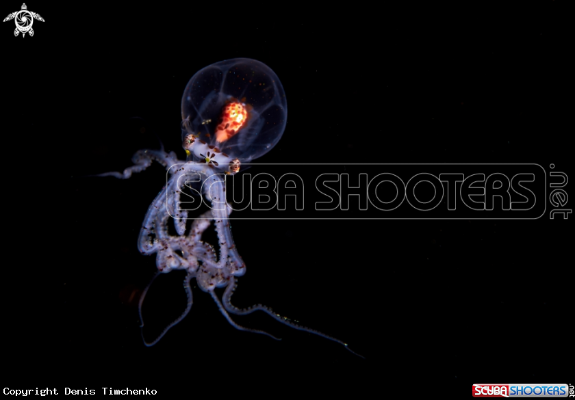 A OCTOPUS