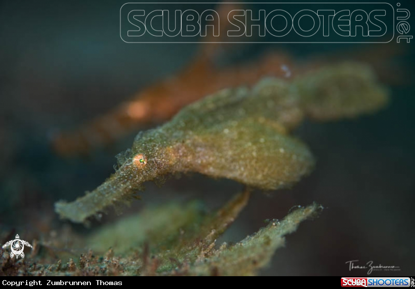 A Ghostpipefish 