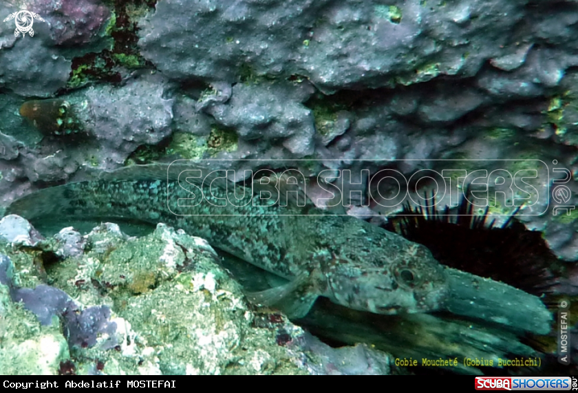 A underwater creature