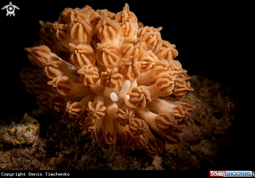 A NUDIBRANCH