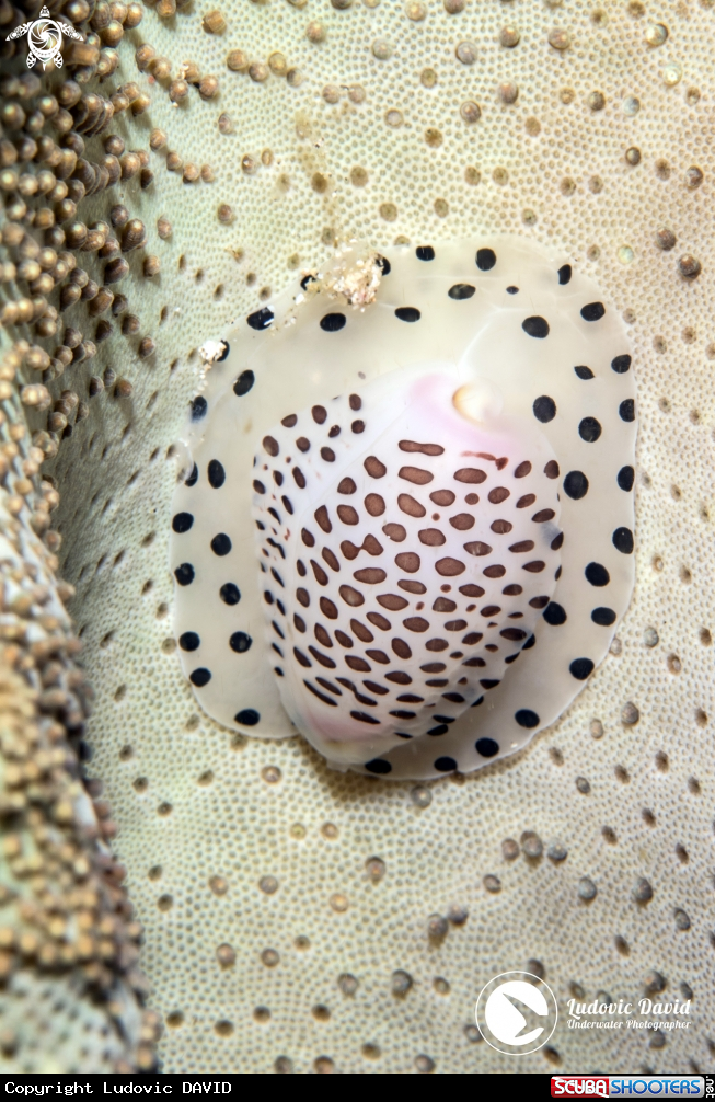 A Black-Spotted Egg Cowrie