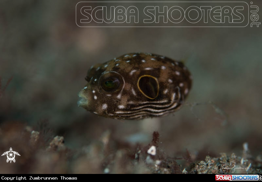 A Blowfish 
