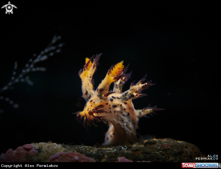 A Nudibranch
