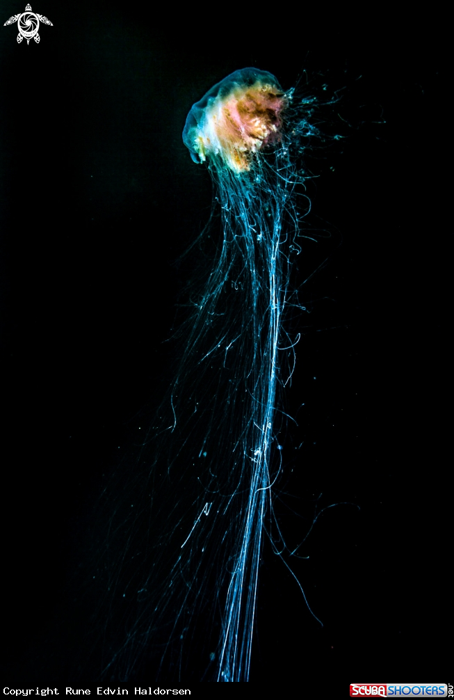 A Lions mane jelly