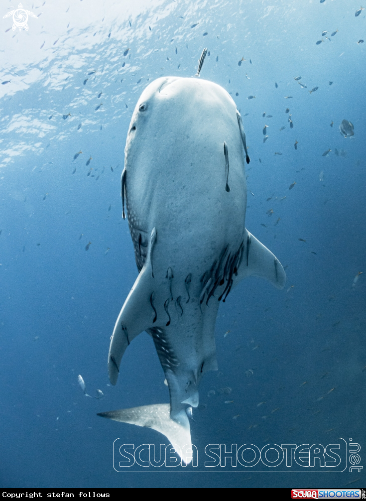 A Whale Shark