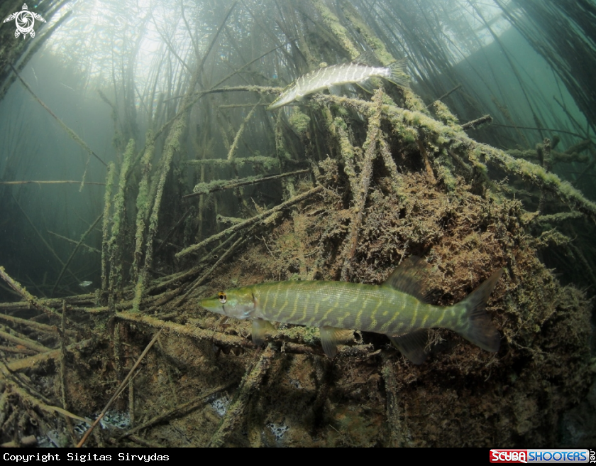 A Northen pike