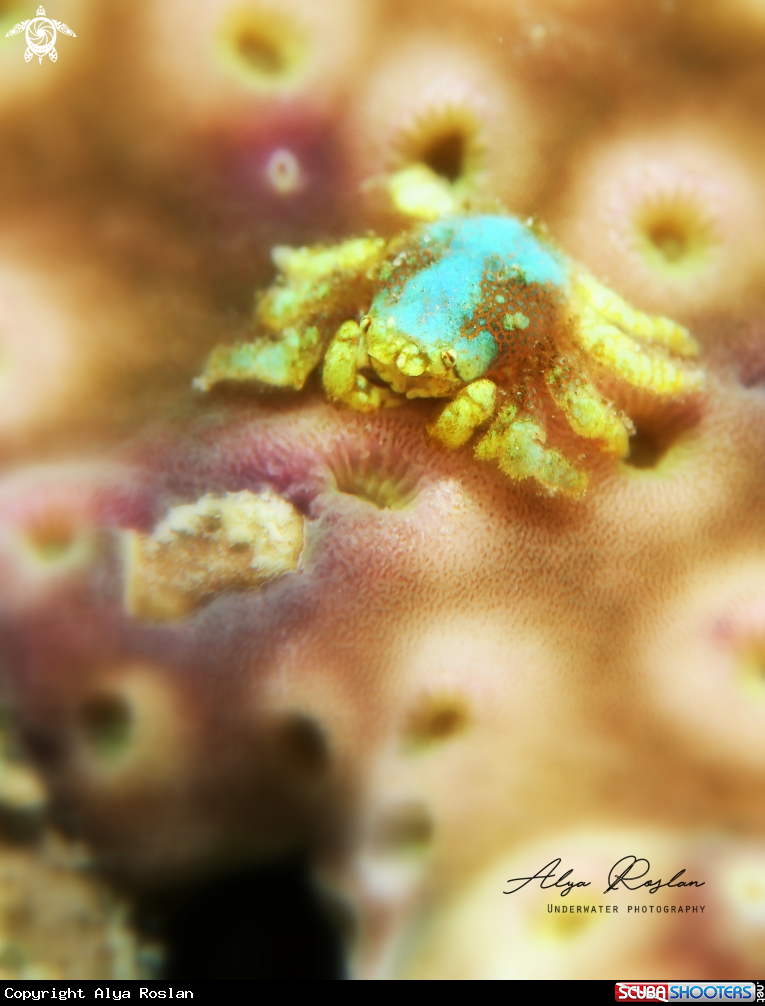 A Coral Gall Crab