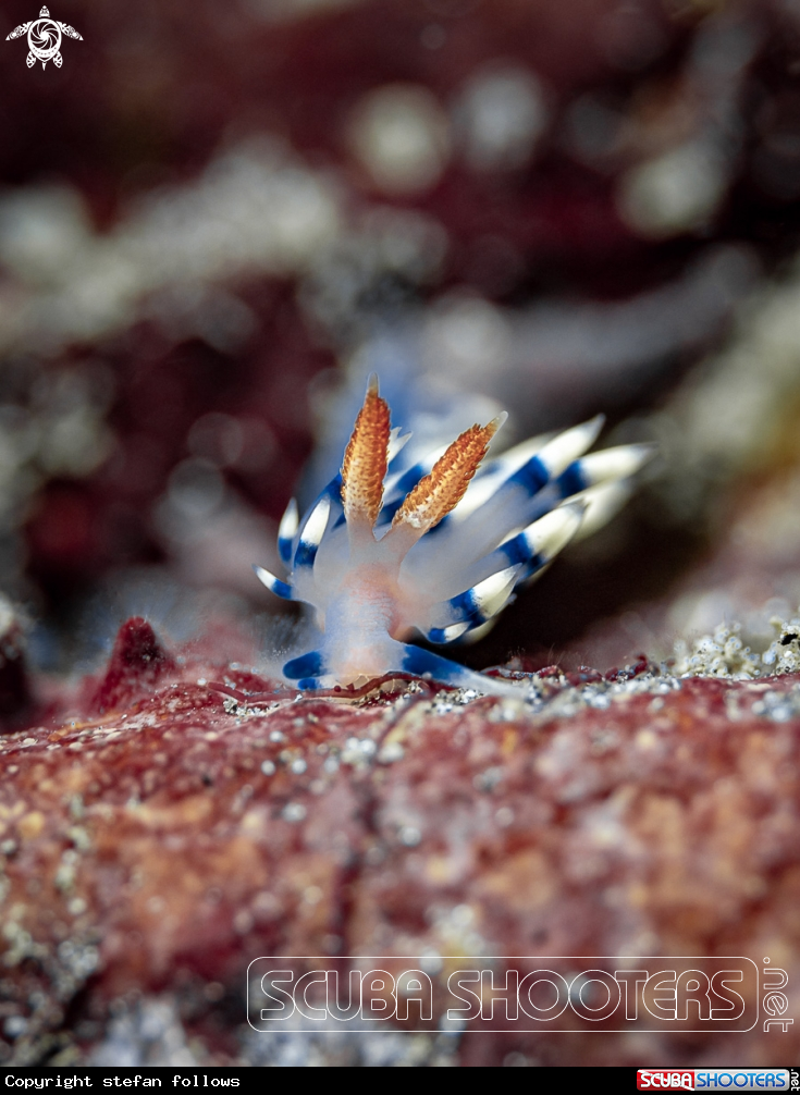 A Nudibranch