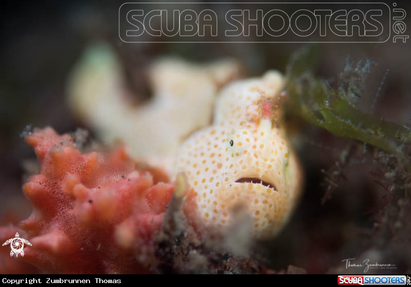 A Frogfish 